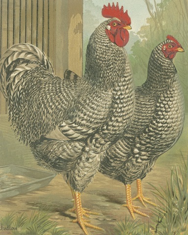 Cassell's Roosters II