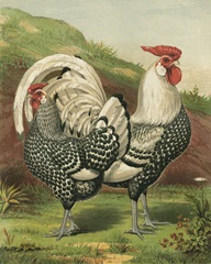 Cassell's Roosters III
