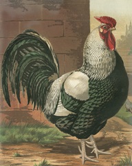 Cassell's Roosters IV