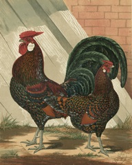 Cassell's Roosters V