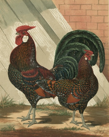 Cassell's Roosters V