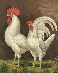 Cassell's Roosters VI