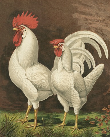 Cassell's Roosters VI