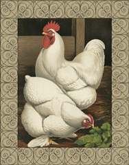 Cassell's Roosters with Border I