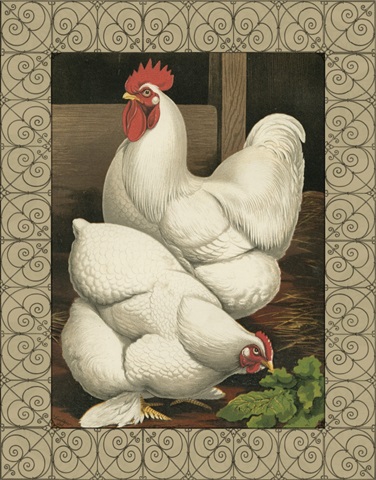 Cassell's Roosters with Border I