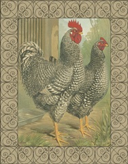 Cassell's Roosters with Border II