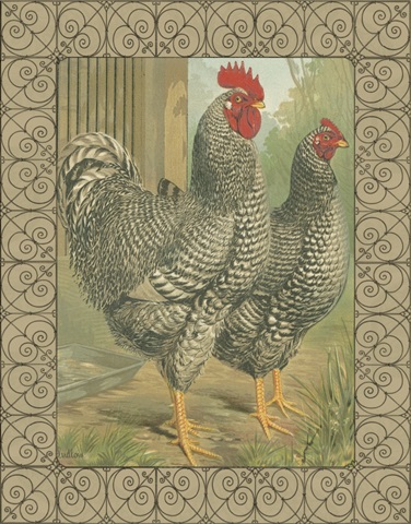 Cassell's Roosters with Border II