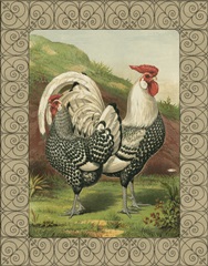 Cassell's Roosters with Border III