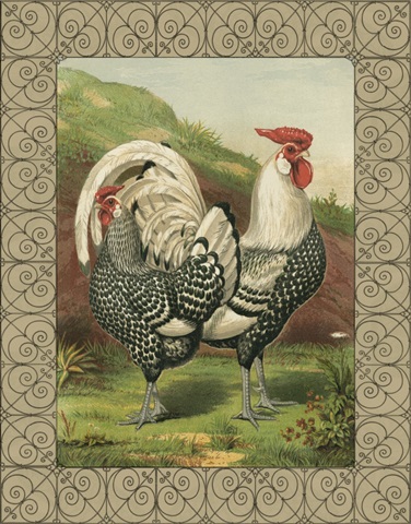 Cassell's Roosters with Border III