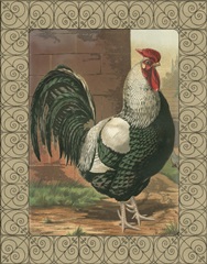 Cassell's Roosters with Border IV