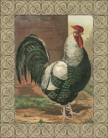 Cassell's Roosters with Border IV