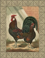 Cassell's Roosters with Border V