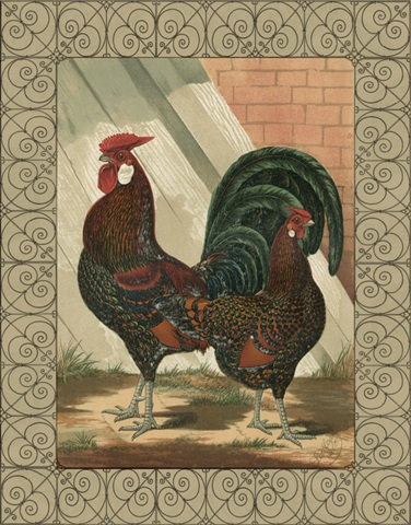 Cassell's Roosters with Border V