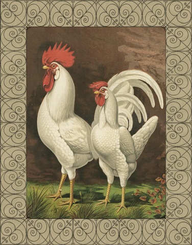 Cassell's Roosters with Border VI