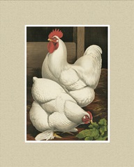 Cassell's Roosters with Mat I