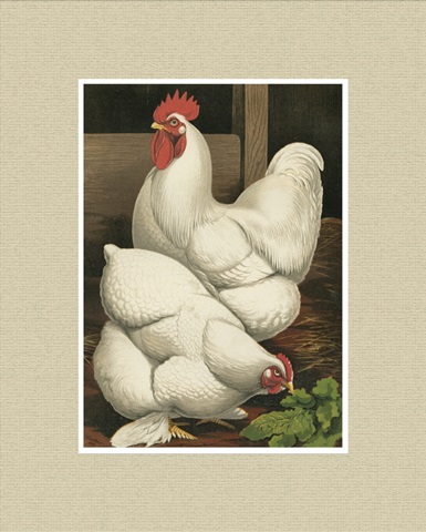 Cassell's Roosters with Mat I