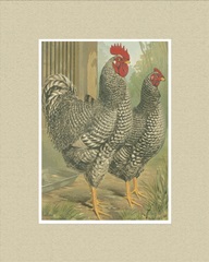 Cassell's Roosters with Mat II