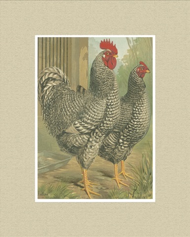 Cassell's Roosters with Mat II