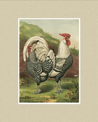 Cassell's Roosters with Mat III