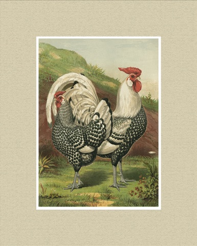 Cassell's Roosters with Mat III