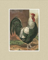 Cassell's Roosters with Mat IV