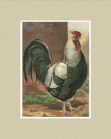 Cassell's Roosters with Mat IV