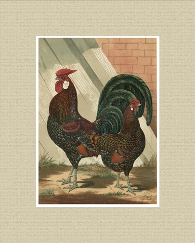 Cassell's Roosters with Mat V