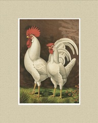 Cassell's Roosters with Mat VI