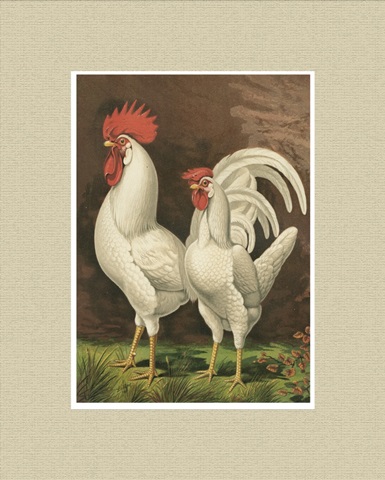 Cassell's Roosters with Mat VI