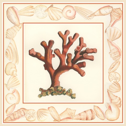 Coral with Shell Border I