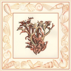 Coral with Shell Border III