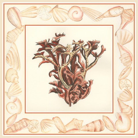Coral with Shell Border III