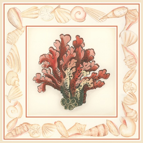 Coral with Shell Border IV