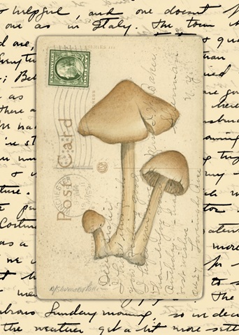 Mushrooms I