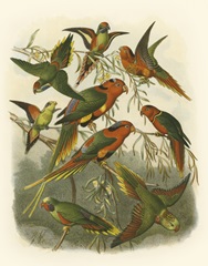 Red Cassel Birds I