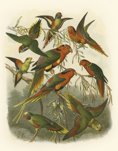Red Cassel Birds I