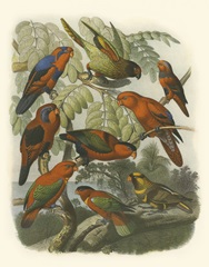 Red Cassel Birds II