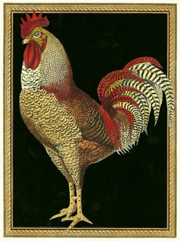Single Rooster II