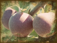 Vintage Apples I