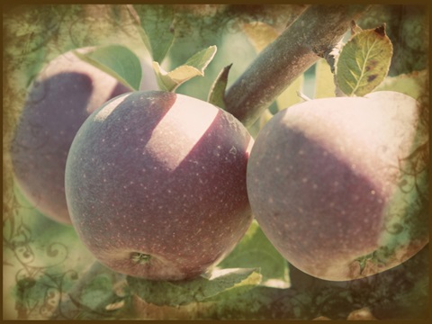 Vintage Apples I