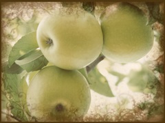 Vintage Apples II