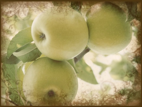 Vintage Apples II