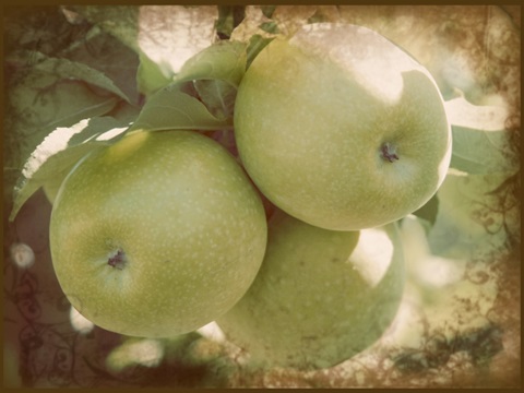 Vintage Apples III