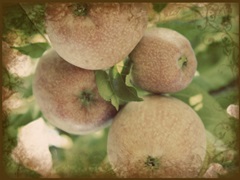 Vintage Apples IV