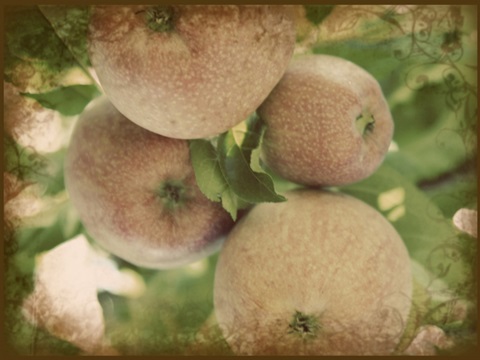 Vintage Apples IV
