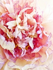 Monet's Peony II