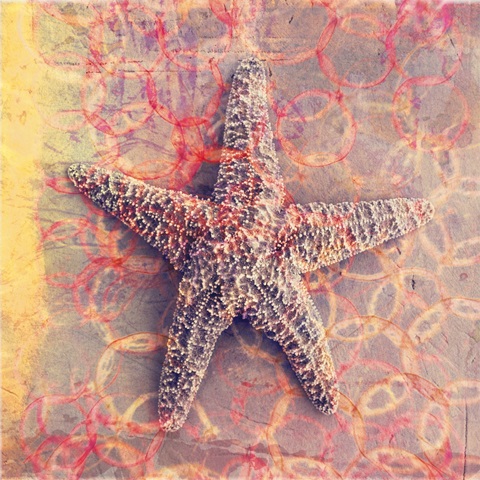 Seashell-Starfish