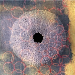 Seashell-Urchin