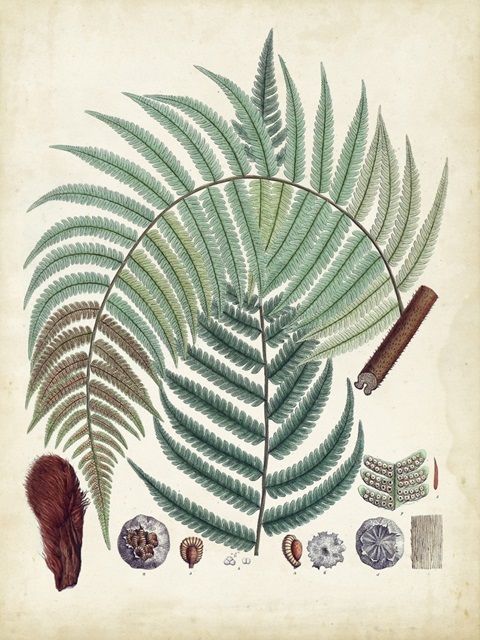 Collected Ferns I