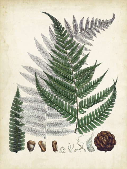 Collected Ferns II